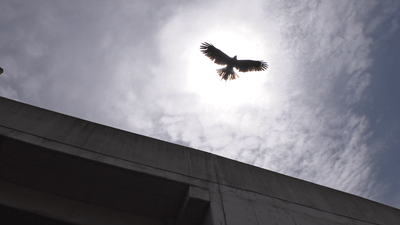 32nD1gbZvmaCGbYelBUt.png?w=940&h=940