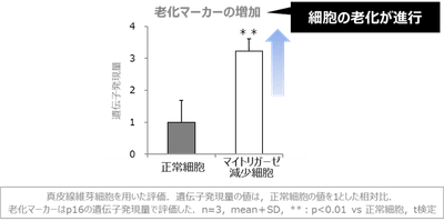 図3 マイトリガーゼの減少による老化の促進
