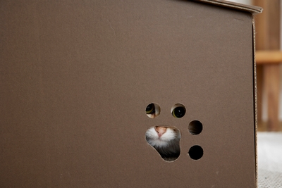 35pGDMQkA9WCKilYmNB7.jpg?w=940&h=940