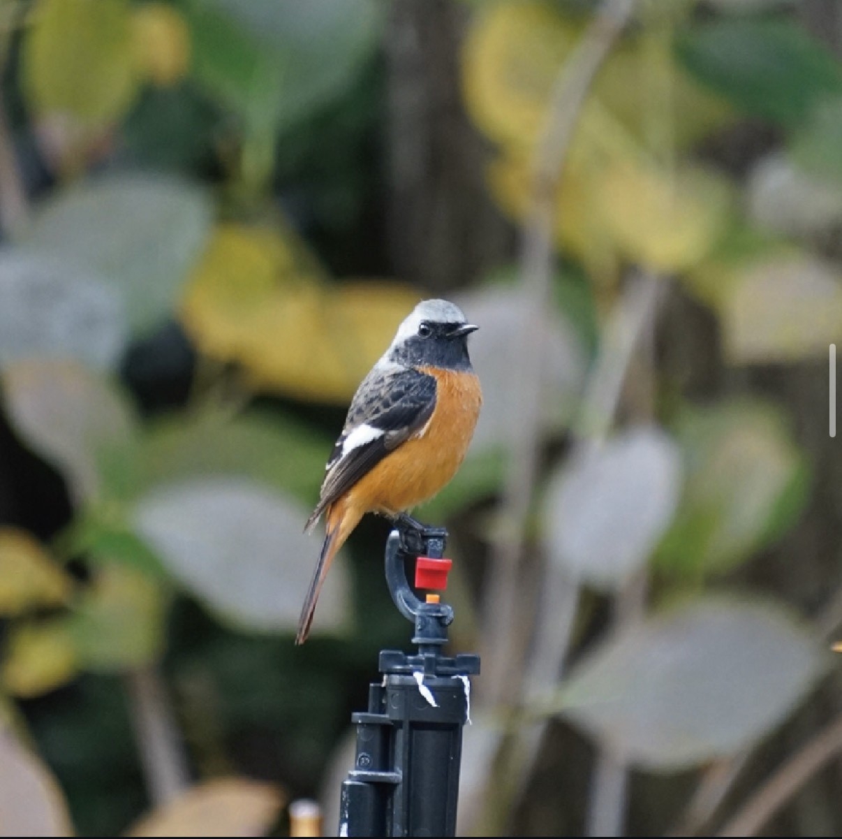 冬に庭園へ飛来するジョウビタキ(2025年1月撮影)