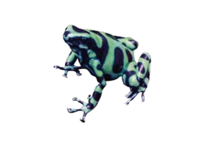 ＜皮膚毒＞ヤドクガエル