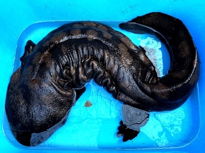 3AcQSmjvOnQuoged0WOW.jpg?w=940&h=940