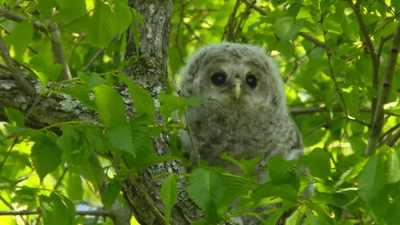 3C9FXn4Jjx61JRbY1sbi.png?w=940&h=940