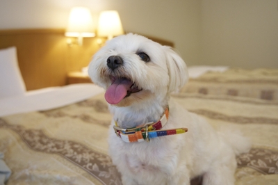 愛犬と一緒に特別な時間を過ごせます