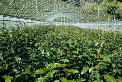 3FOmMUYrVC4BDJkyj8ok.jpg?w=940&h=940