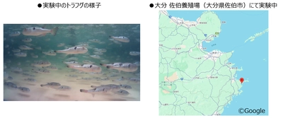 ブレインパッド、「とらふぐ亭」を展開する東京一番フーズの子会社、 長崎ファームと業務提携し、トラフグの養殖効率の最適化に向けた取り組みを開始