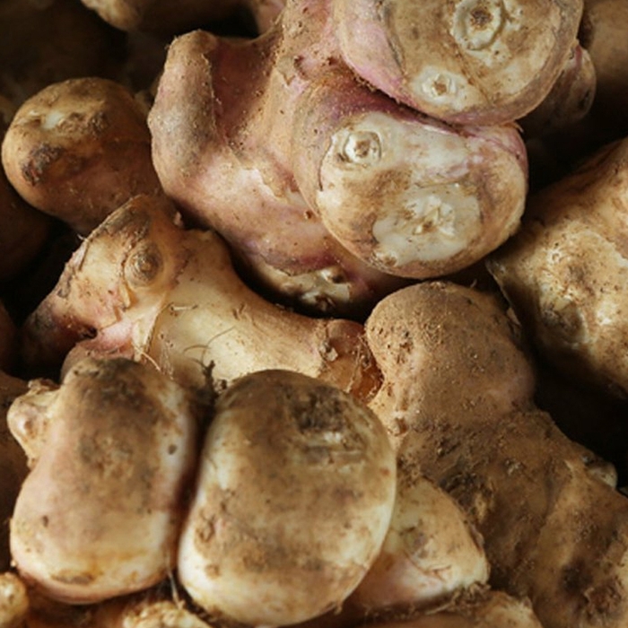 腸活菊芋ハニー濃縮シロップ：主な成分と特徴01