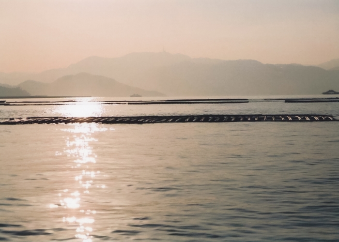 夕暮れの広島湾とかき筏