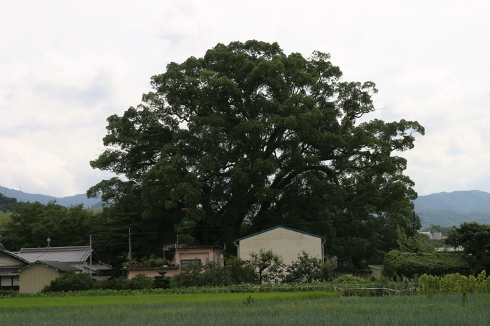 岡中の大くす(大阪府天然記念物)