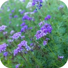 3K6j2Aa4XttSz4XynK7Y.jpg?w=940&h=940