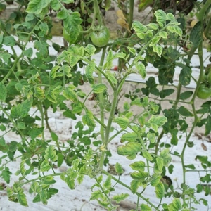 抵抗性トマト品種が発病している様子　沖縄県の生産農家において、抵抗性遺伝子を有するトマト品種での発病を確認し、日本では感染事例のないベゴモウイルスを確認した
