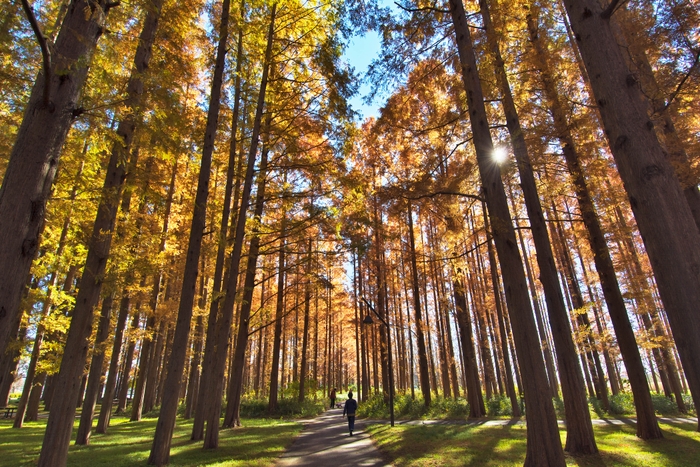 秋のメタセコイア並木(過年度の様子)