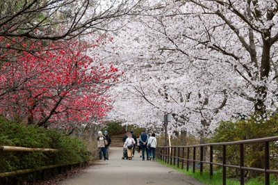 水上コース周辺の桜は頭上にも広がりトンネルのようになっています