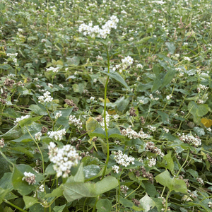 3PEmdUF4c5K61DXqV7uM.png?w=940&h=940