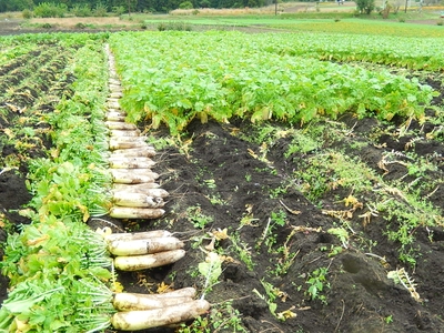 3PpODs9PJaEo2efItfOJ.JPG?w=940&h=940