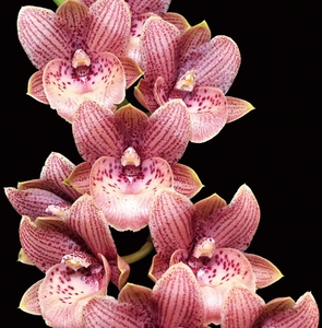 3QYHAnZk4XJxdJgcqkY6.jpg?w=940&h=940