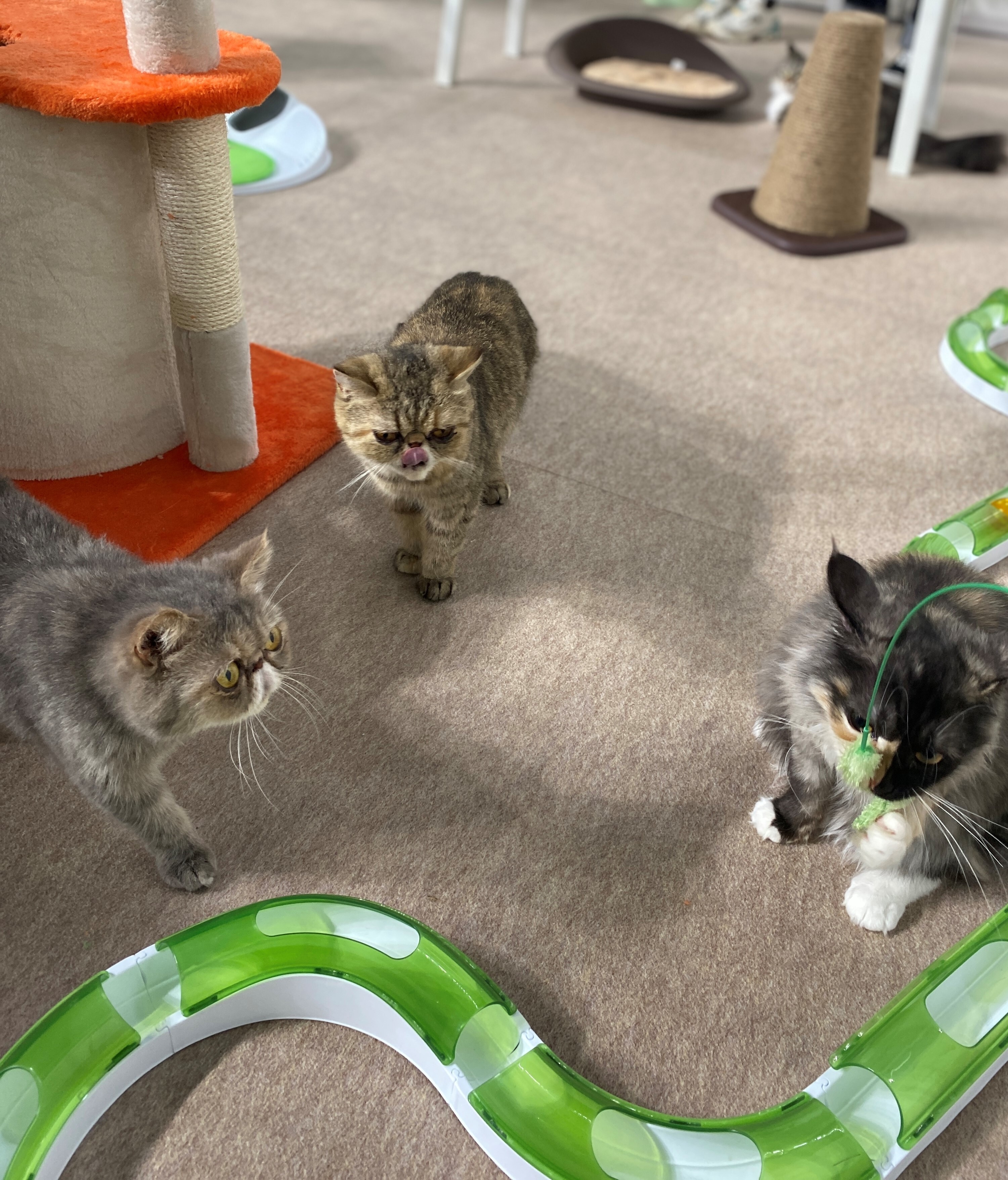 ネコちゃんもいっぱい!