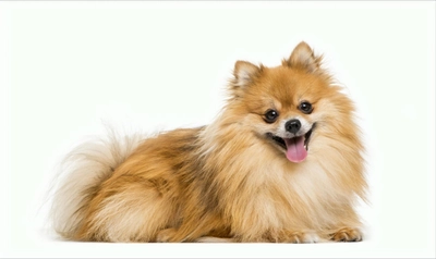 【犬種別！】ポメラニアンのお散歩時間や回数、注意点を解説！