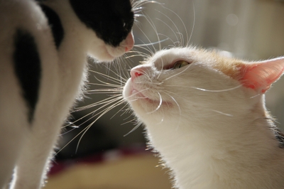 3Sc3l0inHBrASvlsOUkg.jpeg?w=940&h=940