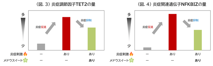 (図.3) 炎症調節因子TET2の量／(図.4) 炎症関連遺伝子NFKBIZの量