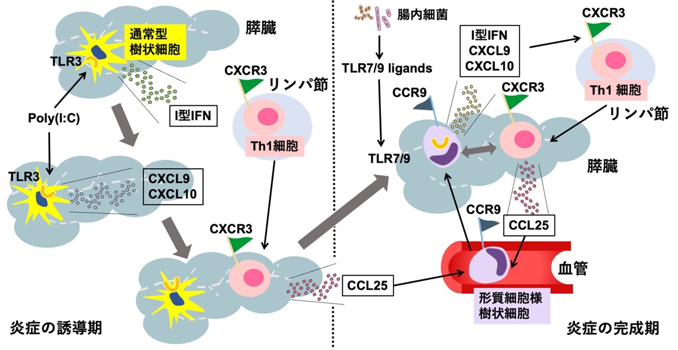 図 自己免疫性膵炎・IgG4関連疾患の発症に関わる免疫細胞と、サイトカイン・ケモカイン