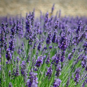 3VqIKp0zPwnK6xPAvGJD.jpg?w=940&h=940