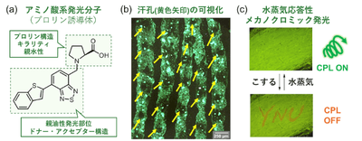 図2.（a）分子設計、（b）汗孔の可視化、（c）水蒸気応答性メカノクロミック発光