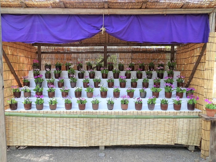 サクラソウの展示(平成31年撮影)