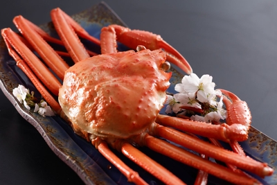 香住産　紅ズワイガニ