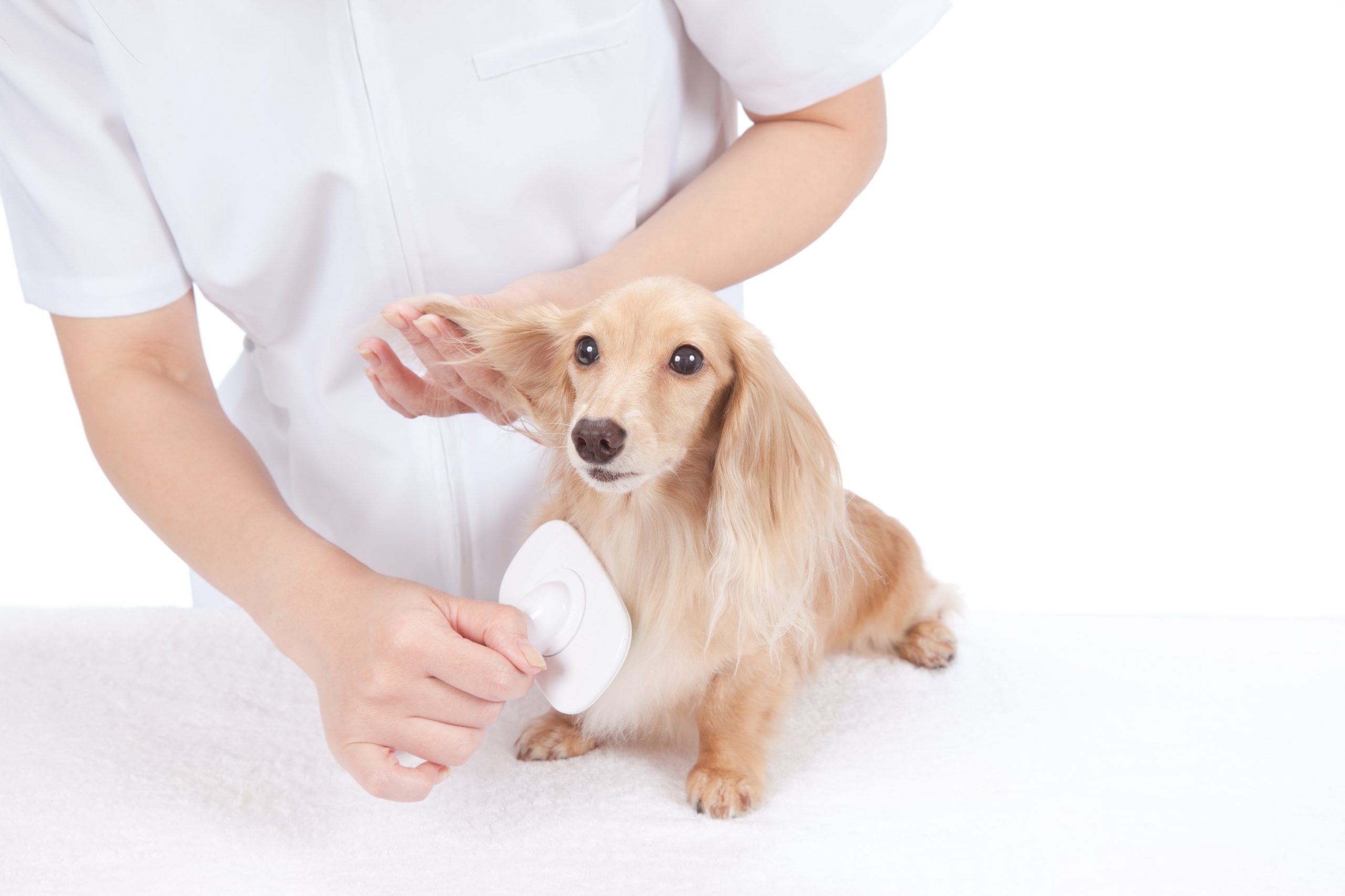 犬の毎日のお手入れに欠かせない便利なグルーミンググッズをご紹介!