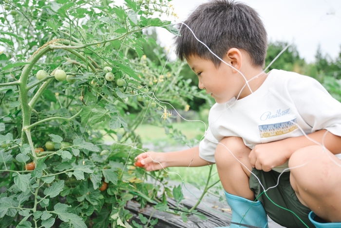 Farm to tableツアーで収穫体験