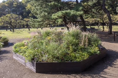 Aガーデンの様子（11月）