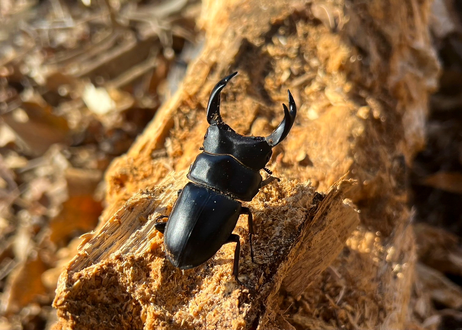 採集困難とはいえ、これだけの大型が生息する整った環境が残っている。 写真/インフィニティー・ブラック