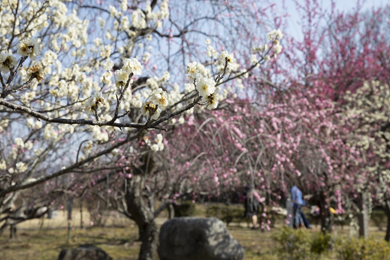 平芝公園(梅)