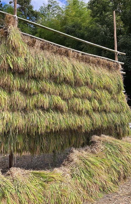 ▲髙穂木された稲