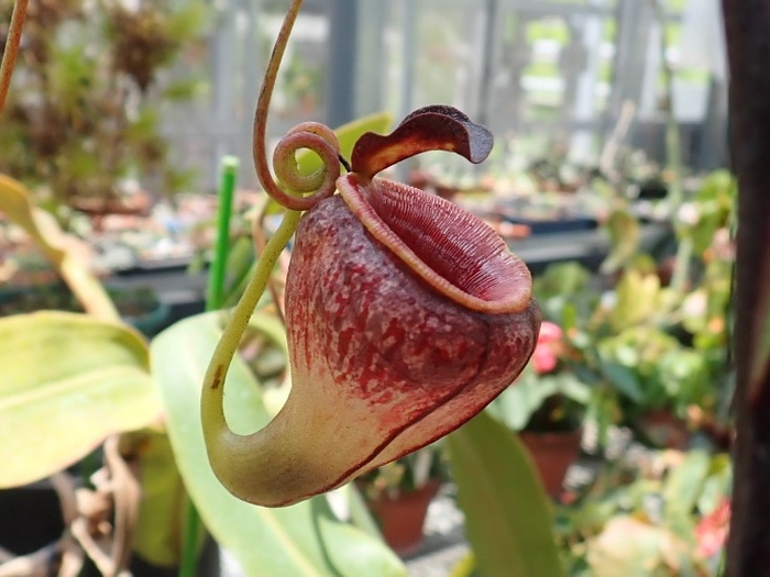 高地性ウツボカズラ ネペンテス・テヌイス