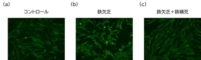 図4.　線維芽細胞における鉄のAGE産生に対する影響