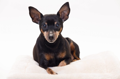 3rZ8iOC3rHpiTIPyz4Ts.jpeg?w=940&h=940