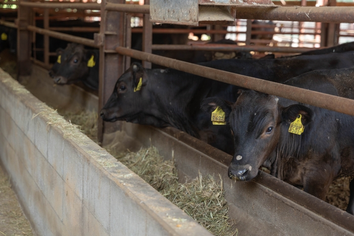 傷がつかないようにツノもストレスが少ない方法で処置されている