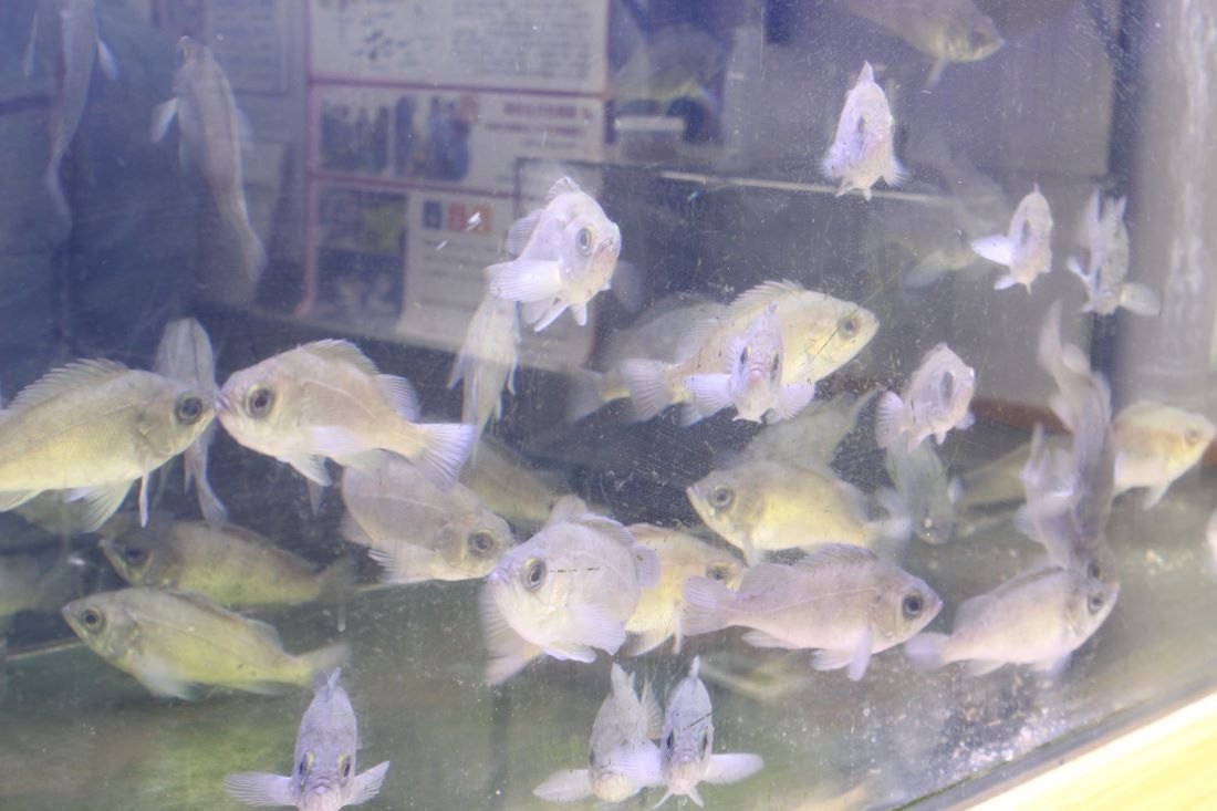 10カ月で大きく成長したメバルたち