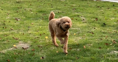 海と川をつなぐ大阪の水上ターミナル「中之島GATEサウスピア」に“水辺のドッグラン”が誕生！