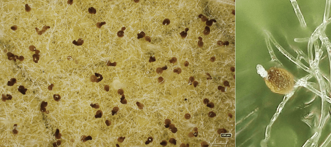 メロンうどんこ病菌に寄生したカビ(左)とメロンうどんこ病菌の分生子柄内でつくられた菌寄生菌の分生子殻(右)