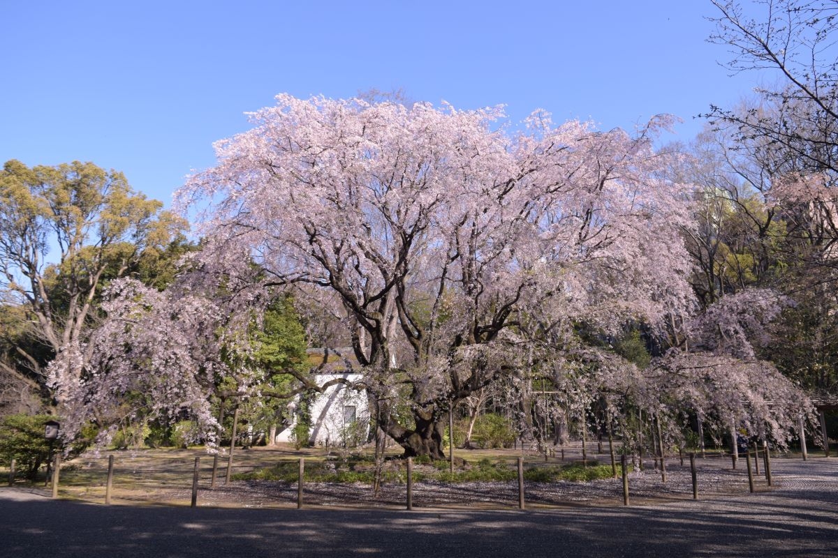 六義園シダレザクラ(過去最盛期の様子)