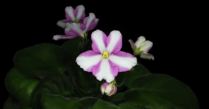 白色縞模様のセントポーリア