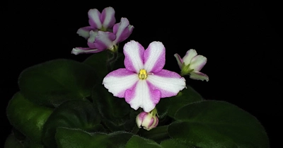 セントポーリア花弁の白色縞模様形成に関わる遺伝子を特定　園芸植物のさまざまな模様の原因解明や新しい模様の品種育成に期待