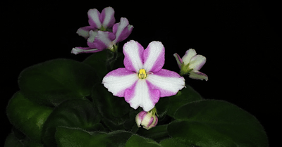 白色縞模様のセントポーリア