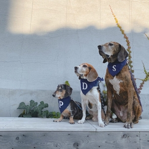 42qbziXdKc0WJIrDEzl6.jpeg?w=940&h=940