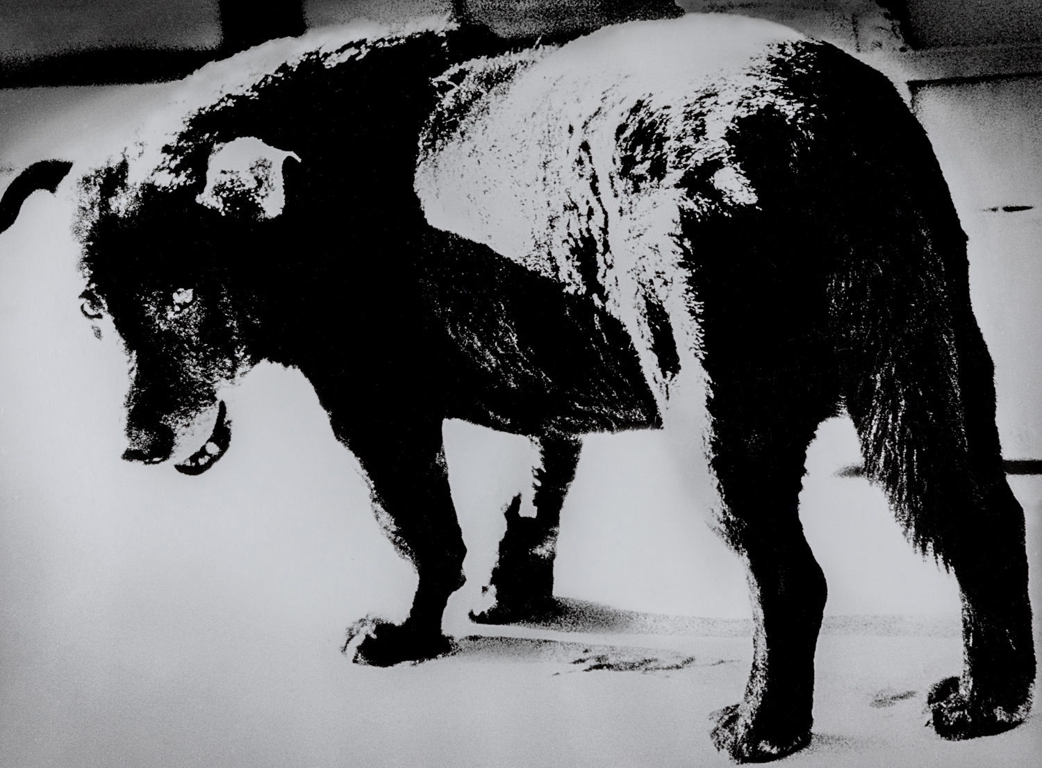 森山大道 《青森・三沢》 1971年 (C)Daido Moriyama Photo Foundation