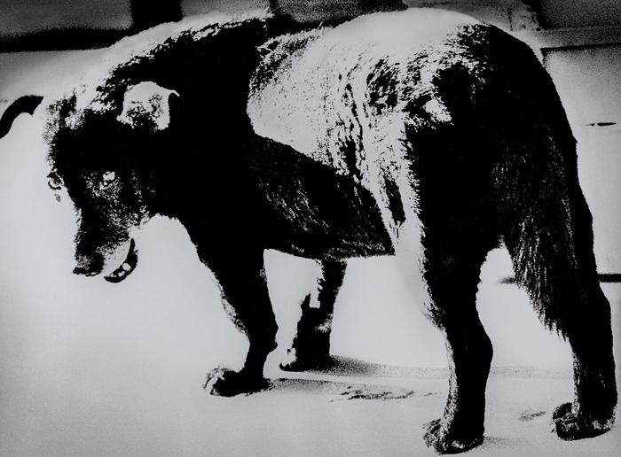 森山大道 《青森・三沢》 1971年 (C)Daido Moriyama Photo Foundation