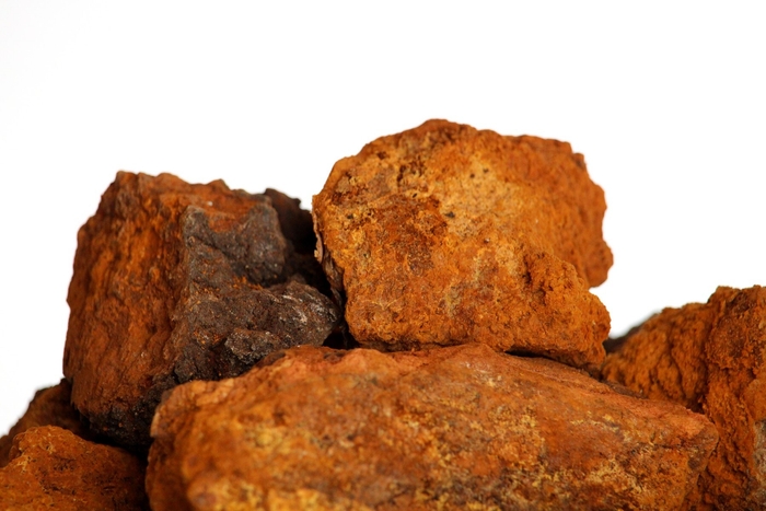 原料となるチャーガ